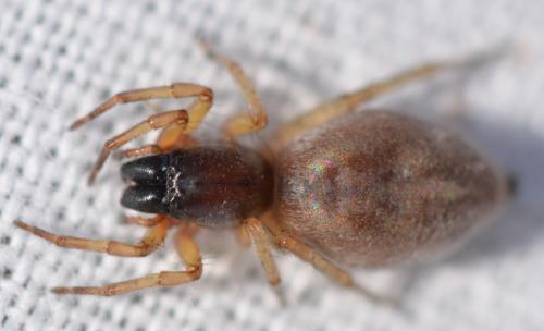 Réf. 324 796 : Clubiona phragmitis